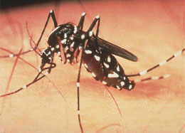 dengue cases